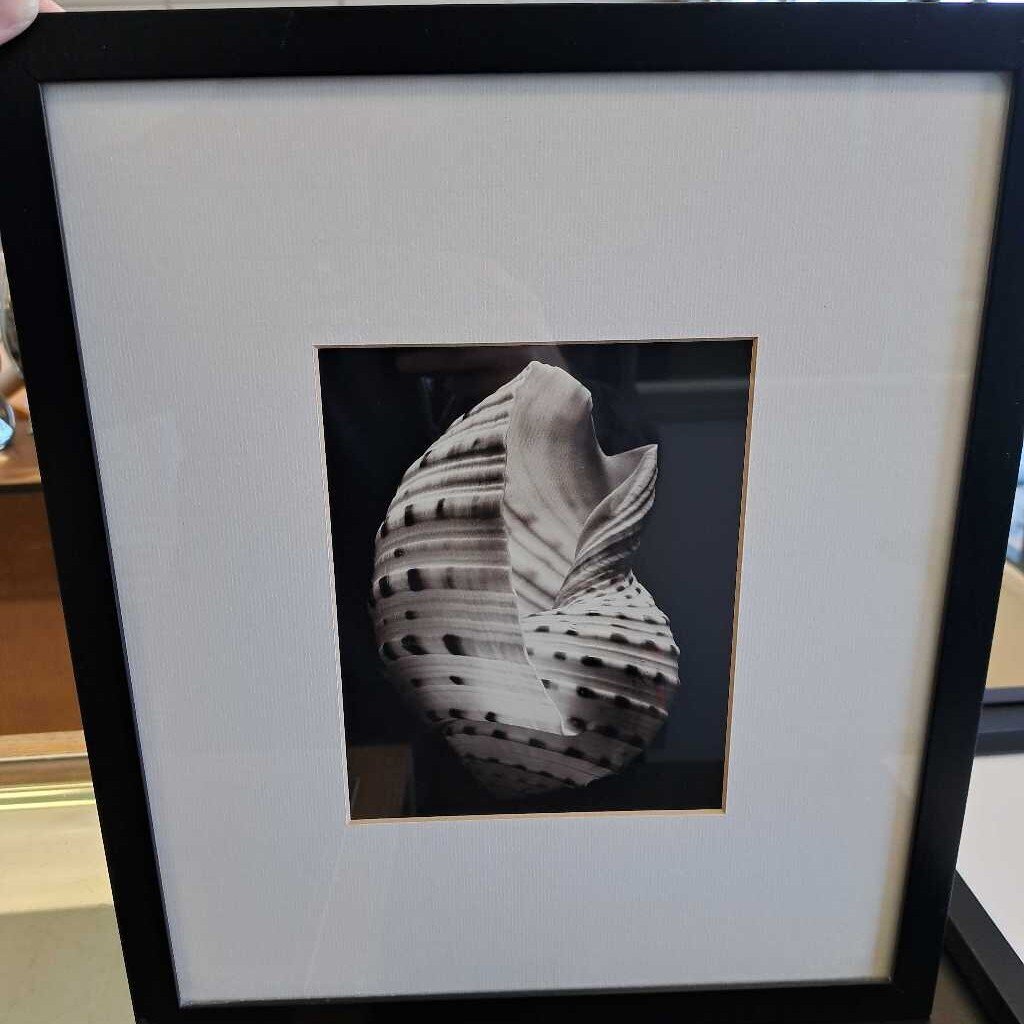 Black & White Photo Of Seashell