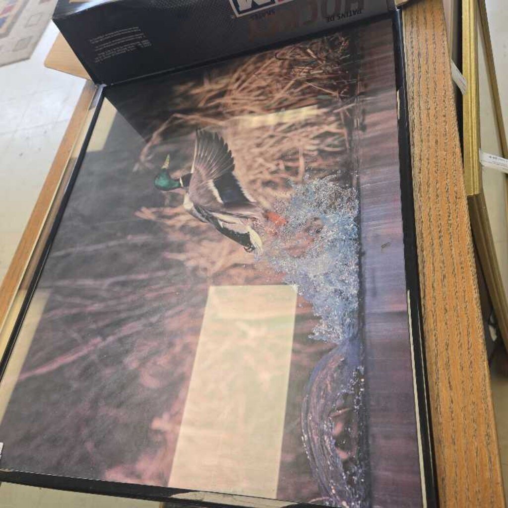 Canadian Duck Picture In Frame