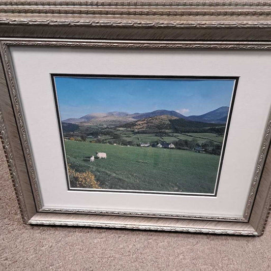 Sheep In The Field