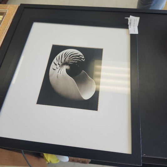 Black And White Shell Picture
