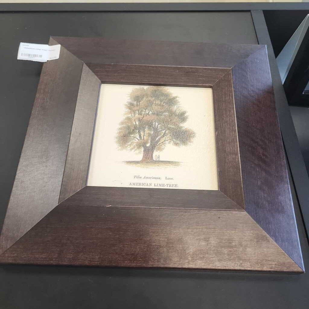 "American Lime-Tree" Picture