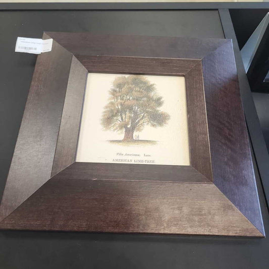 "American Lime-Tree" Picture