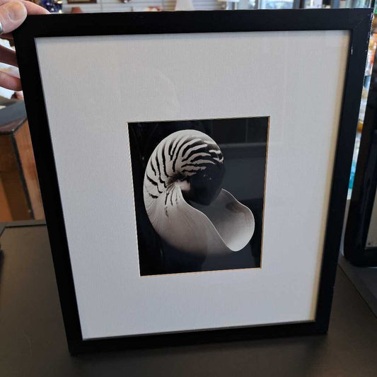 Black & White Photo Of Seashell