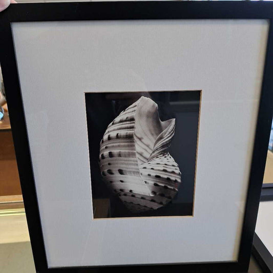 Black & White Photo Of Seashell