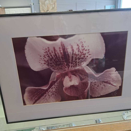 Framed Tiger Lily Picture