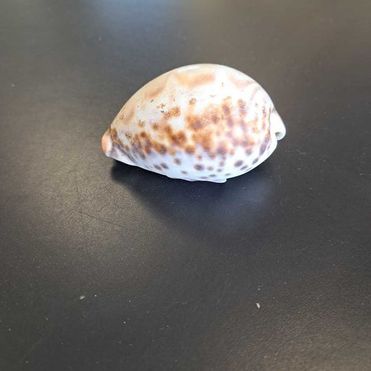 Tigris Shell