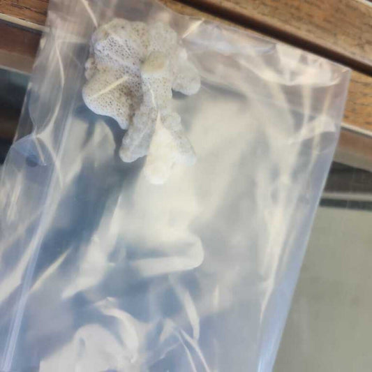 Coral Pieces