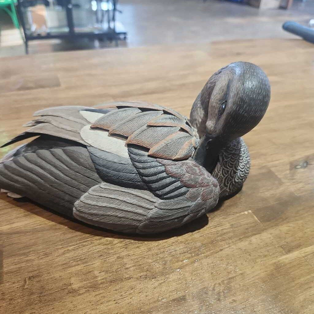 Gosset Preening Duck
