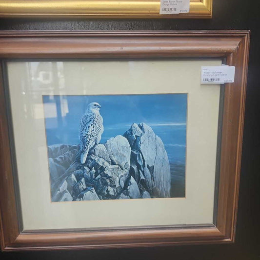 Robert Bateman Evening Light Falcon Picture